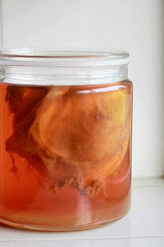 Kultura SCOBY (meduzyna) w słoiku z herbatą - fermentacja kombuchy